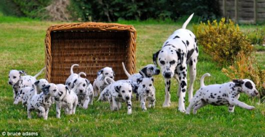 Not 101, But A Lot Of Dalmations