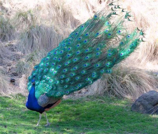 Beautiful Peacock With Spread Wings
