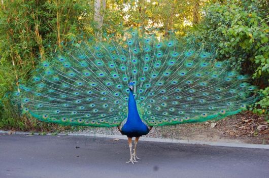 Beautiful Peacock With Spread Wings