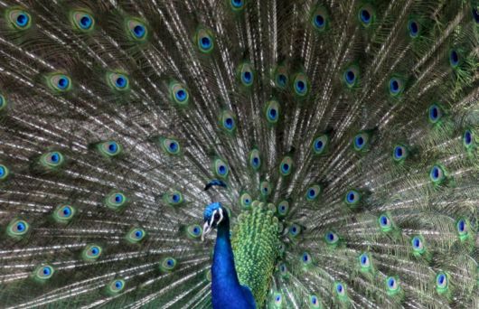 Beautiful Peacock With Spread Wings