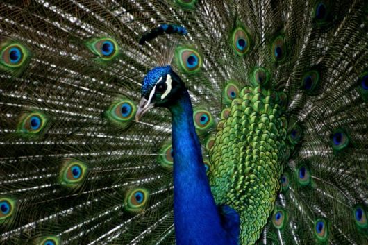 Beautiful Peacock With Spread Wings