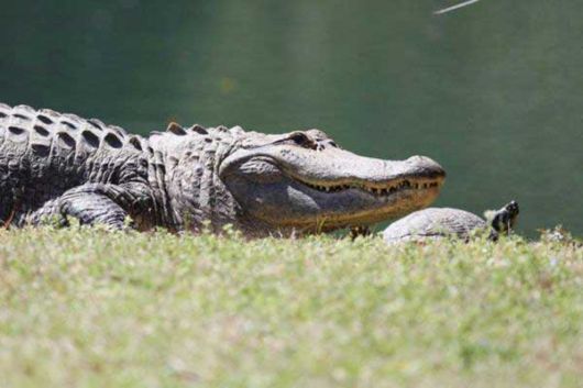 Unusual Friendship Between Reptiles