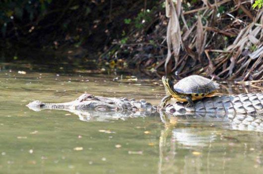 Unusual Friendship Between Reptiles