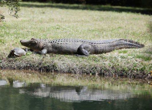 Unusual Friendship Between Reptiles
