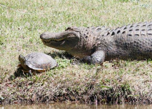 Unusual Friendship Between Reptiles