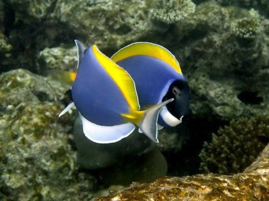 Fantastic Underwater Photography