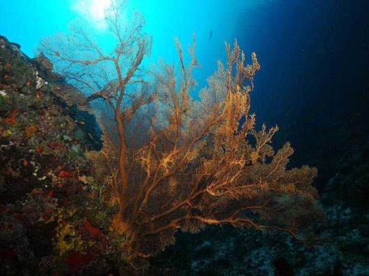 Fantastic Underwater Photography