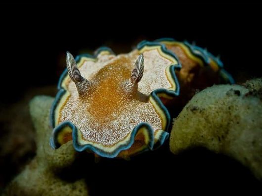 Fantastic Underwater Photography