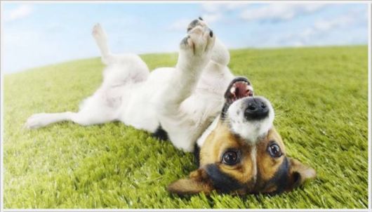 Wonderful Animals Gallery