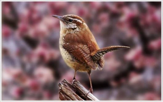 Wonderful Animals Gallery