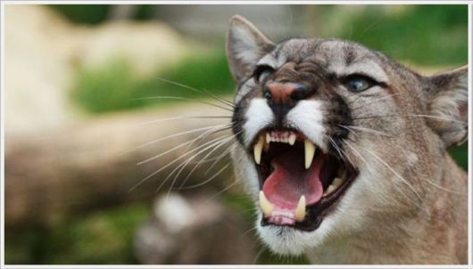 Wonderful Animals Gallery