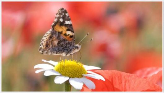 Wonderful Animals Gallery