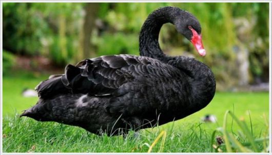 Wonderful Animals Gallery